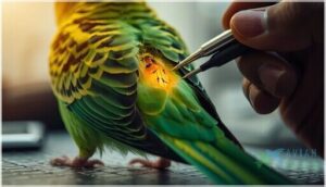 preen gland carcinoma preen gland carcinoma