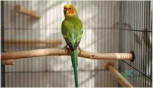 preventing tail feather damage preventing tail feather damage