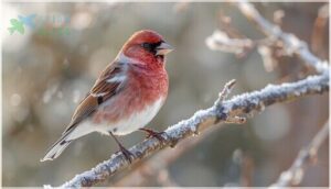 purple finch – raspberry red, winter visitor purple finch – raspberry red, winter visitor