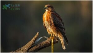 red-shouldered hawk measurements red-shouldered hawk measurements