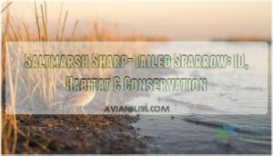 saltmarsh sharp tailed sparrow saltmarsh sharp tailed sparrow