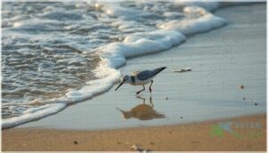 sanderling behavior and diet sanderling behavior and diet