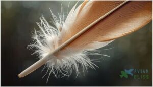 shaft (rachis), calamus, and afterfeather shaft (rachis), calamus, and afterfeather