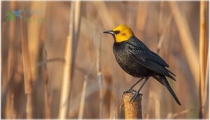 size and field marks size and field marks