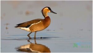 size and proportions size and proportions