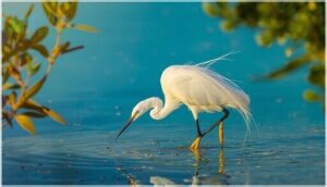 snowy egret snowy egret