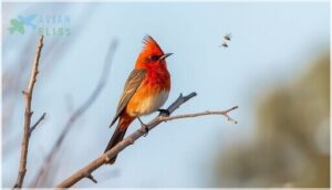 vermilion flycatcher – rare fiery red visitor vermilion flycatcher – rare fiery red visitor