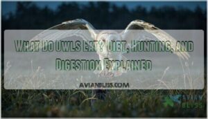 what do owls eat what do owls eat