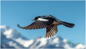 white patches on wings and tail white patches on wings and tail