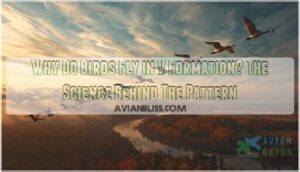 why do birds fly in v formation why do birds fly in v formation