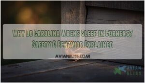 why do carolina wrens sleep in corners why do carolina wrens sleep in corners