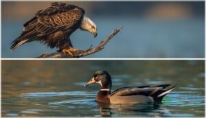 why some birds cannot swim why some birds cannot swim