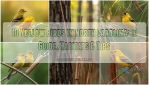 yellow birds in north carolina yellow birds in north carolina