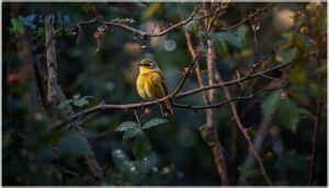 yellow-breasted chat yellow-breasted chat