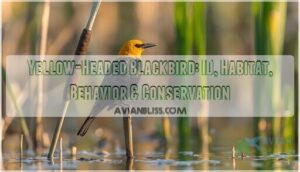 yellow headed blackbird yellow headed blackbird