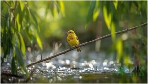 yellow warbler yellow warbler