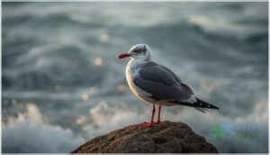 adult plumage and coloration adult plumage and coloration