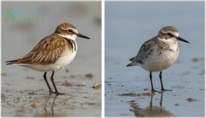 adult vs juvenile plumage adult vs juvenile plumage