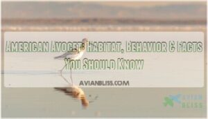 american avocet american avocet