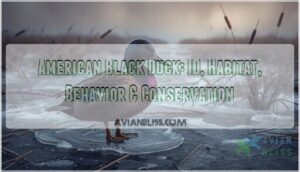 american black duck american black duck