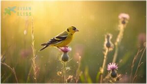 american goldfinch american goldfinch