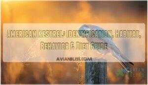 american kestrel american kestrel