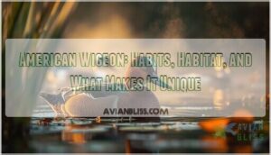 american wigeon american wigeon