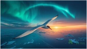 arctic terns and the longest migration on earth arctic terns and the longest migration on earth