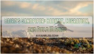 bairds sandpiper bairds sandpiper