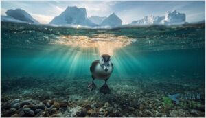 behavior and diet of spectacled eiders behavior and diet of spectacled eiders