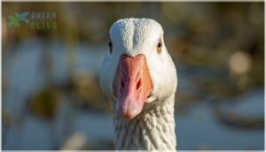 bill shape and caruncles bill shape and caruncles