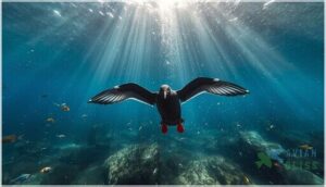 black guillemot diet and foraging black guillemot diet and foraging