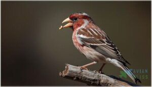 body shape and beak structure body shape and beak structure