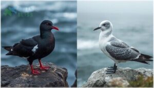 breeding and non-breeding plumage breeding and non-breeding plumage