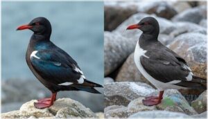 breeding and winter plumage breeding and winter plumage