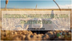 burrowing owl burrowing owl