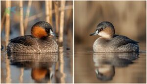 color pattern and markings color pattern and markings