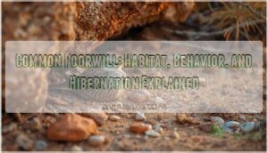 common poorwill common poorwill