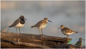 comparison with similar shorebirds comparison with similar shorebirds