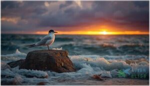 conservation status and threats conservation status and threats