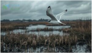 conservation status and threats conservation status and threats