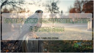 coopers hawk coopers hawk