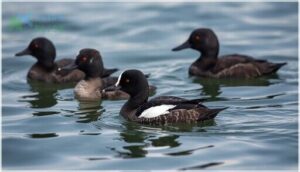differences from similar scoter species differences from similar scoter species