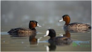 differences from similar species differences from similar species