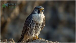 distinctive features and identification distinctive features and identification