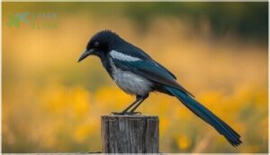 distinctive tail and bill features distinctive tail and bill features