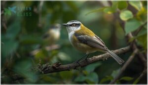 distinguishing features vs. similar species distinguishing features vs. similar species