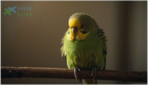 fluffed feathers and lethargy fluffed feathers and lethargy