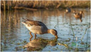 gadwall behavior and diet gadwall behavior and diet