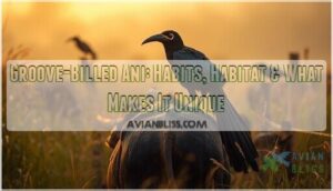 groove billed ani groove billed ani